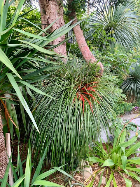 Fascicularia bicolor ssp. canaliculata Fascicularia bicolor ssp. canaliculata