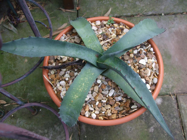 Agave scabra