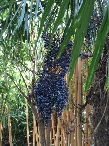 Trachycarpus fortune seeds