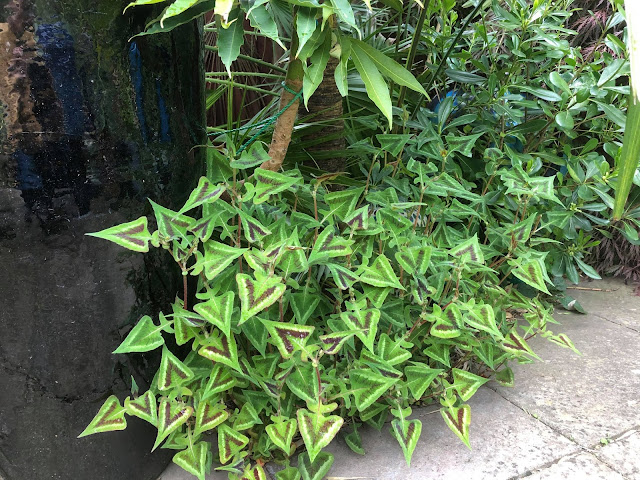 Persicaria runcinata 'Purple Fantasy'