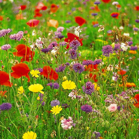 wild flower meadow