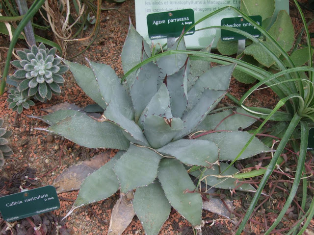 Agave parrasana