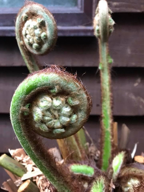 Dicksonia antarctica