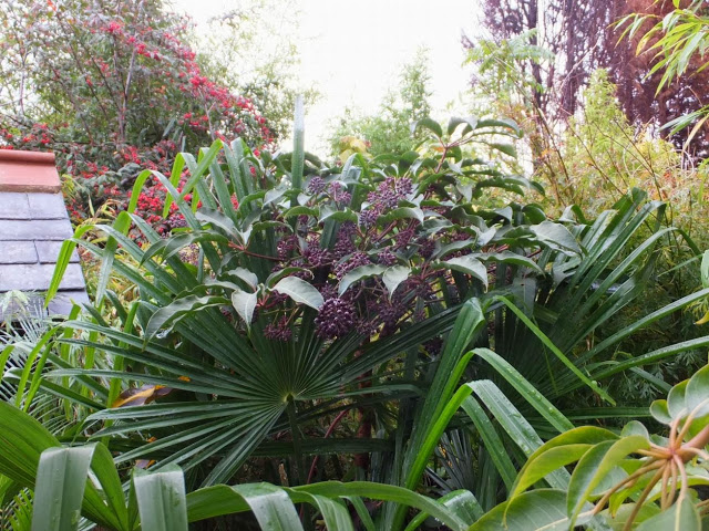 Schefflera aff. chapana our plant came from Crug Farm