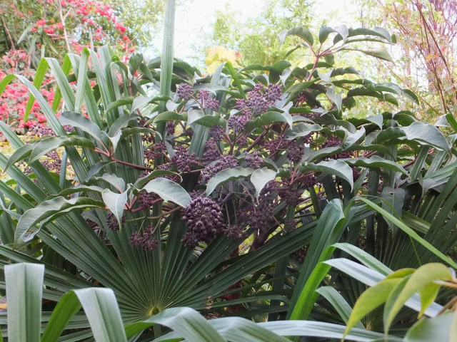 Schefflera aff. chapana