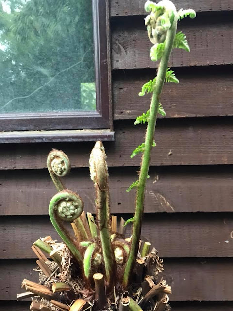 Dicksonia antarctica