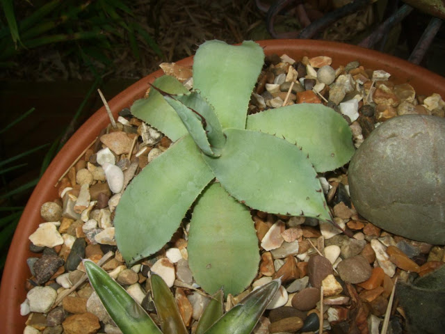 Agave parryi var. truncata