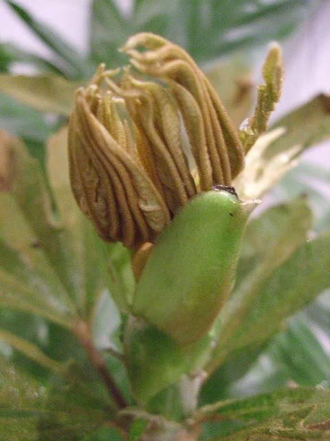 Our Oreopanax floribundus is now flushing.