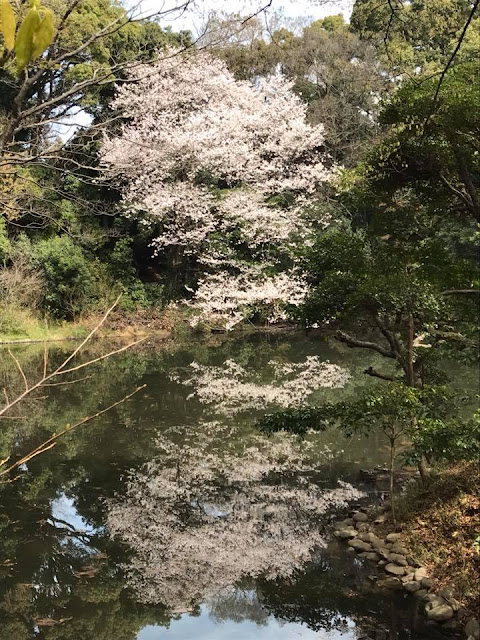 Meiji Shrine