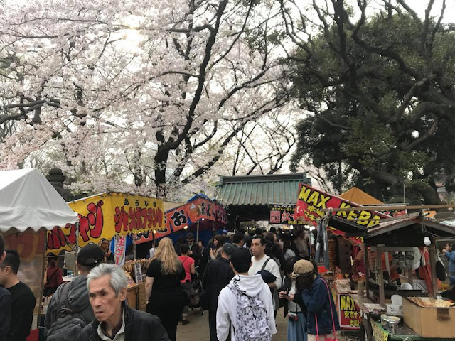 Cherry Blossom at Ueno Park
