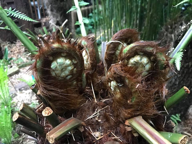 Dicksonia antarctica