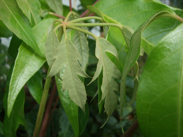 Schefflera delavayi