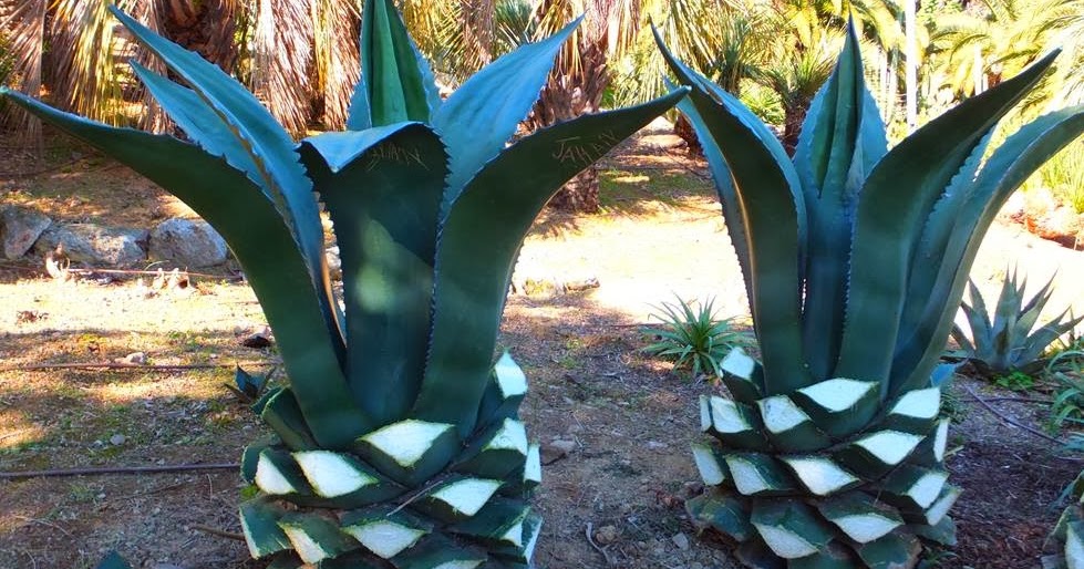 Alternative Eden Exotic Garden: The Pineapple Cut