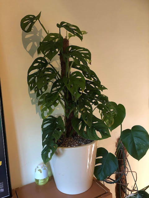 monstera adansonii