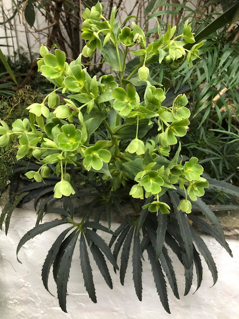 Foetid Hellebore (Helleborus foetidus)