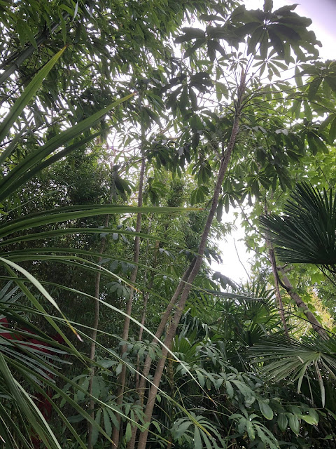 Schefflera rhododendrifolia