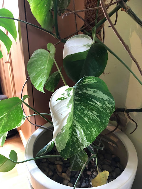 Monstera deliciosa variegata