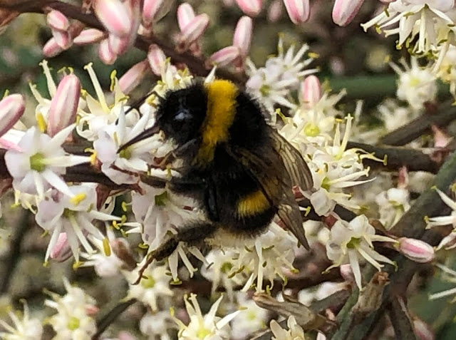 Cordyline australis in bloom
