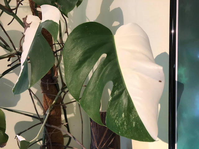 Variegated Monstera