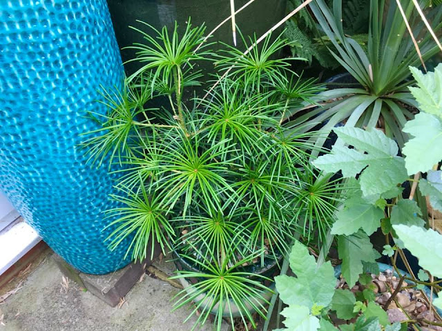 Sciadopitys verticillata