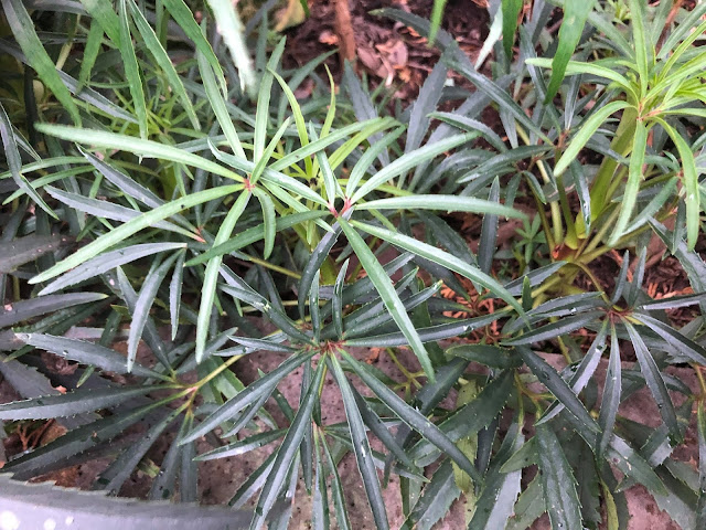 Foetid Hellebore (Helleborus foetidus)