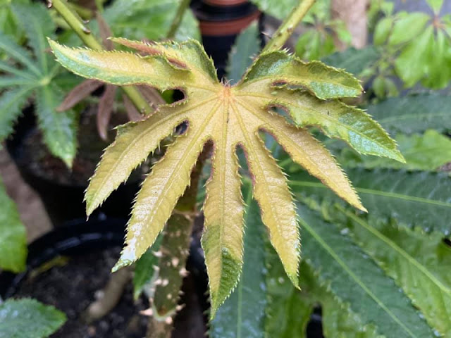 Brassaiopsis hispida