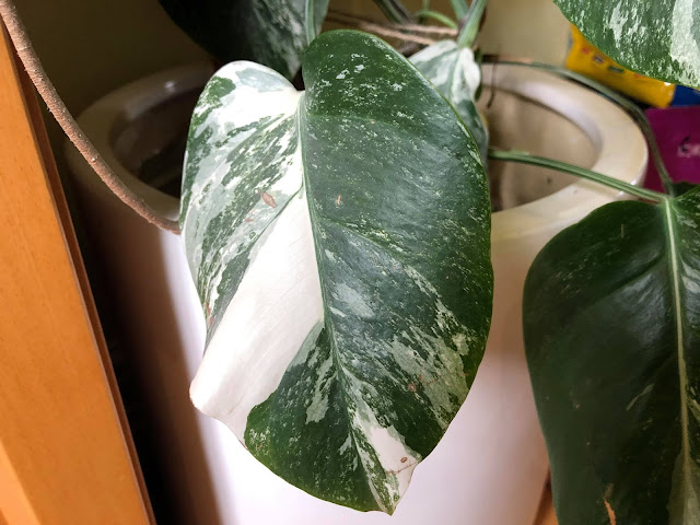 Monstera deliciosa variegata