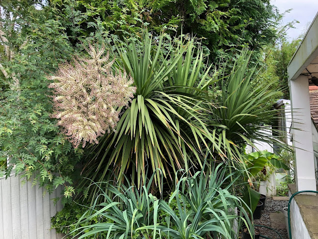 Cordyline australis in bloom
