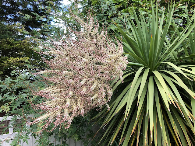 Cordyline australis in bloom