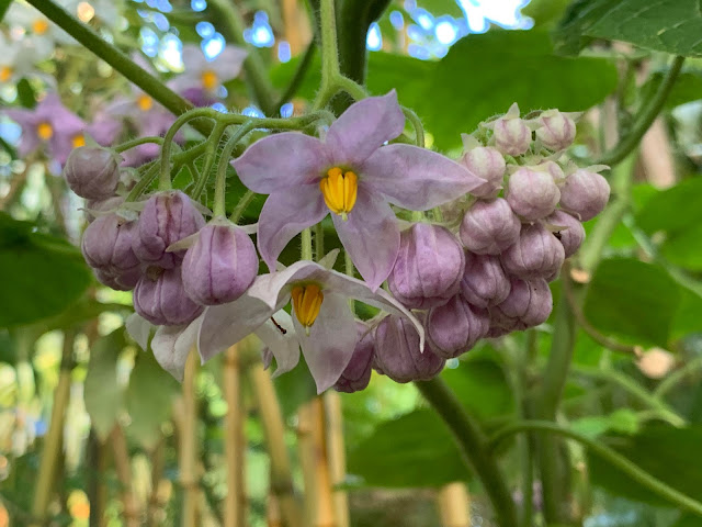 Cyphomandra corymbiflora