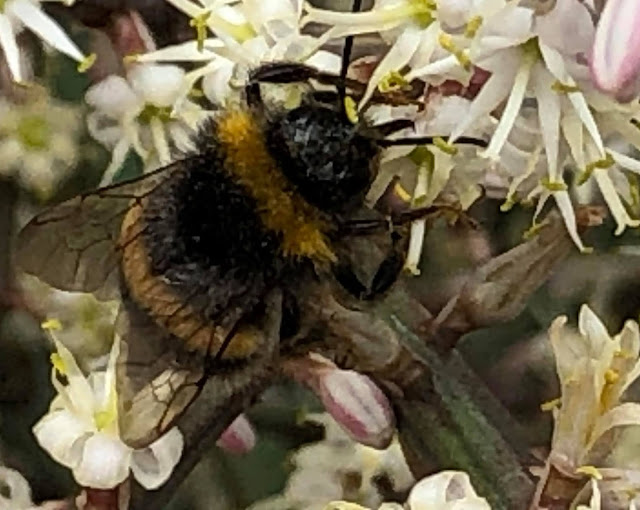 Cordyline australis in bloom