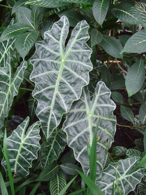 alocasia amazonica