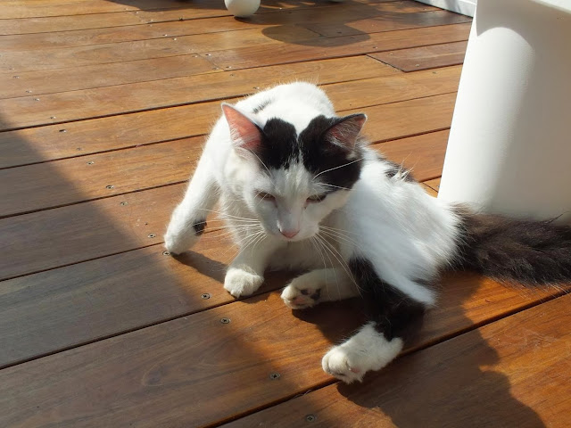 Twinkles our 2 year old kitten