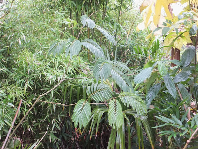 Albizia julibrissin