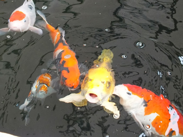 Koi Pond