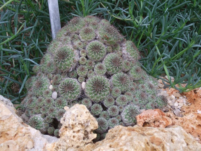 Sulcorebutia steinbachii var. gracilior
