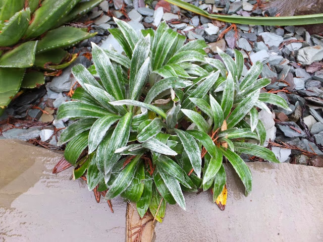 Celmisia spectabilis