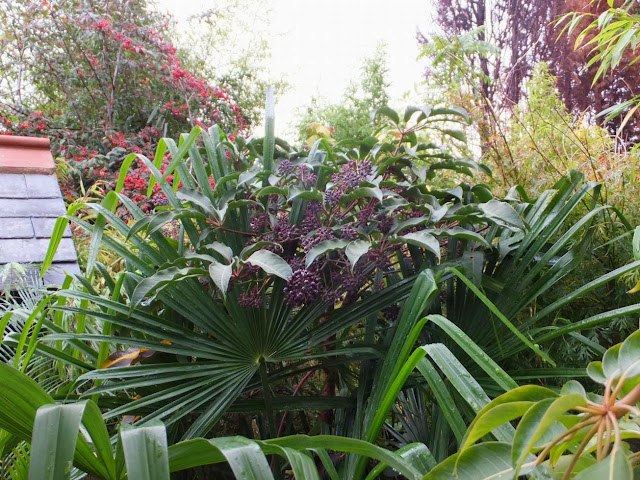 Schefflera aff. chapana our plant came from Crug Farm