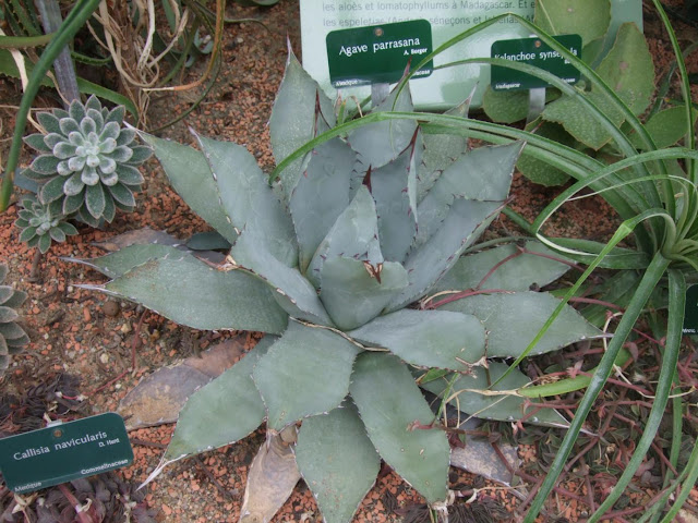 Agave parrasana