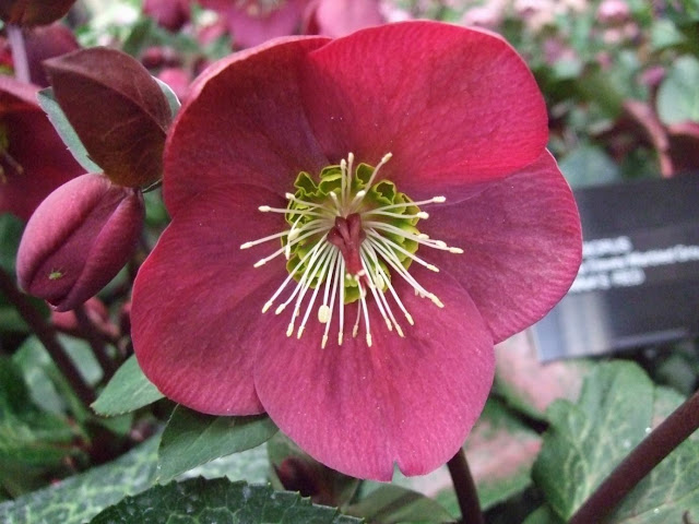 Helleborus 'Anna's Red'