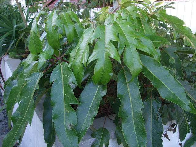 Schefflera delavayi