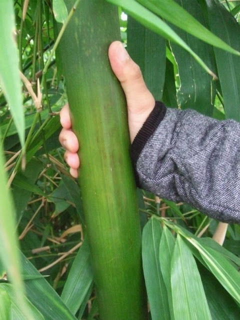 tropical bamboo in the Palm House at Kew