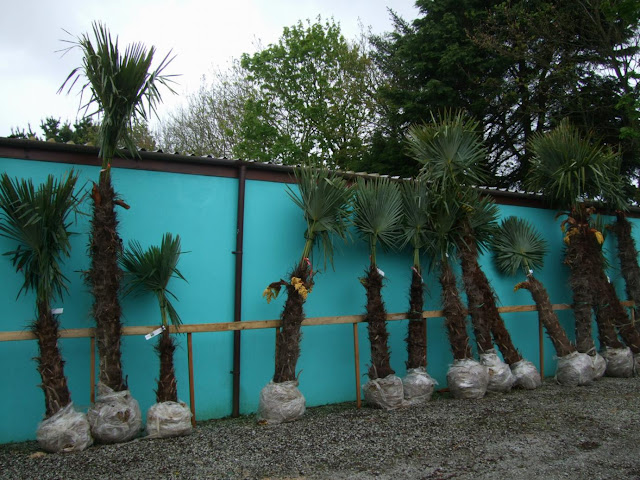 Trachycarpus fortunei palms