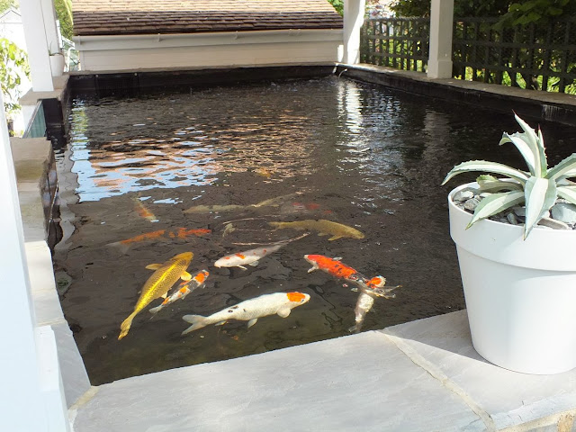 Koi Pond