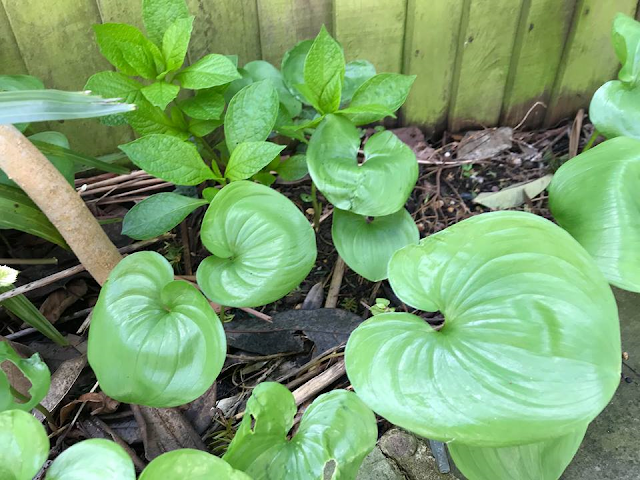 Jeffersonia diphylla