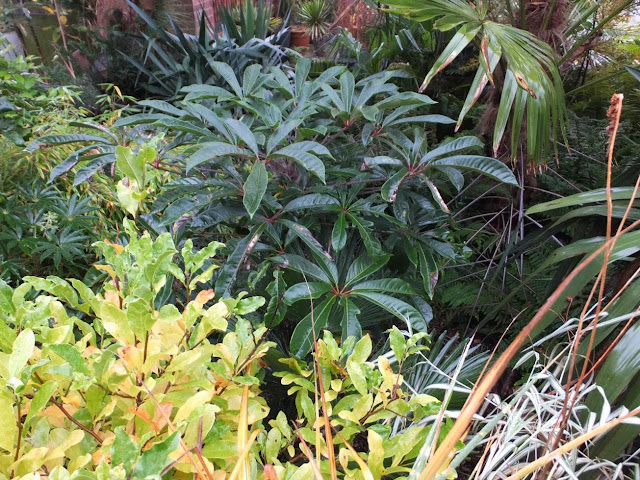 Schefflera rhododendrifolia