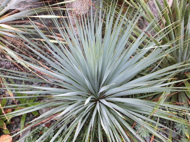 Yucca rostrata