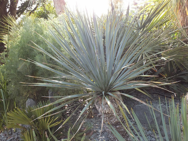 Yucca