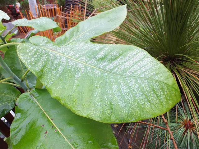 Magnolia dealbata (syn. Magnolia macrophylla var. dealbata)