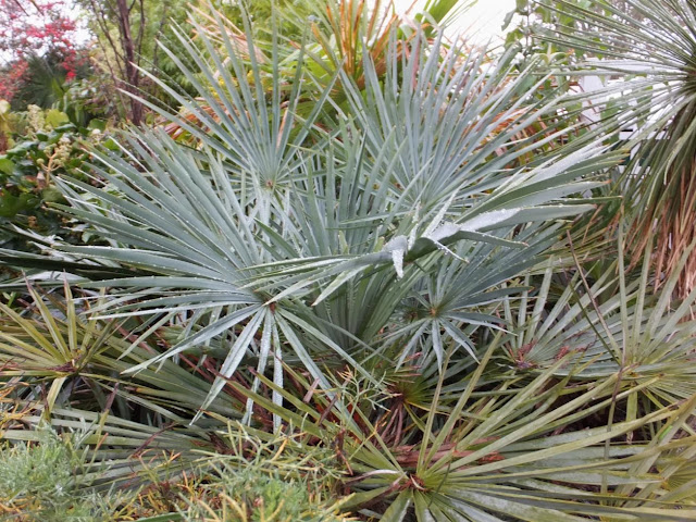 Chamaerops humilis var. cerifera